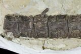 Cretaceous Fish (Xiphactinus) Articulated Vertebrae in Situ - Kansas #143496-2
